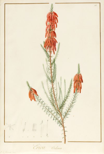 Erica Edilinei, 1811 (wc i kolor nadwozia na śladach grafitu na welinie) autorstwa Pierre Joseph Redouté